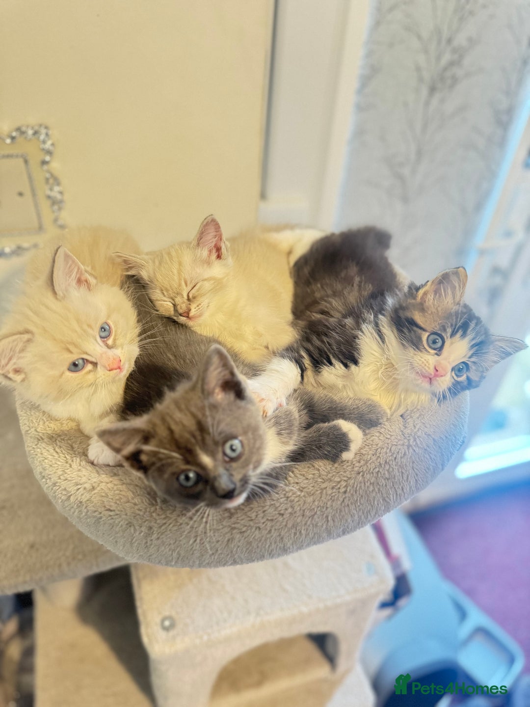 Ragdoll cats for sale: Beautiful Ragdoll Kittens - Advert 6