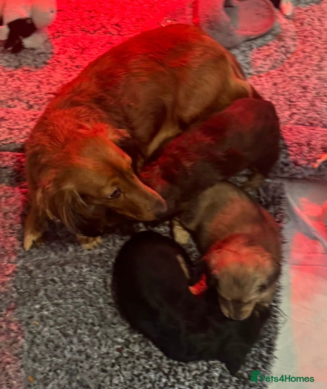 Miniature Dachshund dogs Beautiful Long Haired Miniature Dachshund Pups 🐶  in Romford - Advert 1