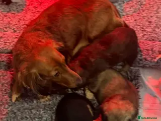 Miniature Dachshund dogs Beautiful Long Haired Miniature Dachshund Pups 🐶 in Romford - Advert 1