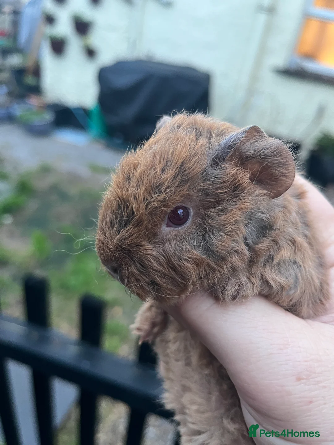 Guinea Pig rodents for sale: Pure bred sheltie and texel Guinea pigs - Advert 1
