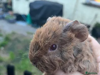 Guinea Pig rodents Pure bred sheltie and texel Guinea pigs - Advert 3