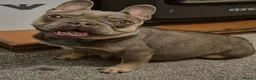 French Bulldog dogs for sale: Top Quality KC Registered French Bulldog 2x Micro  in Bournemouth - Advert 5