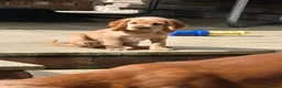 Cocker Spaniel dogs for sale: Cocker spaniels Barnsley area - Advert 16