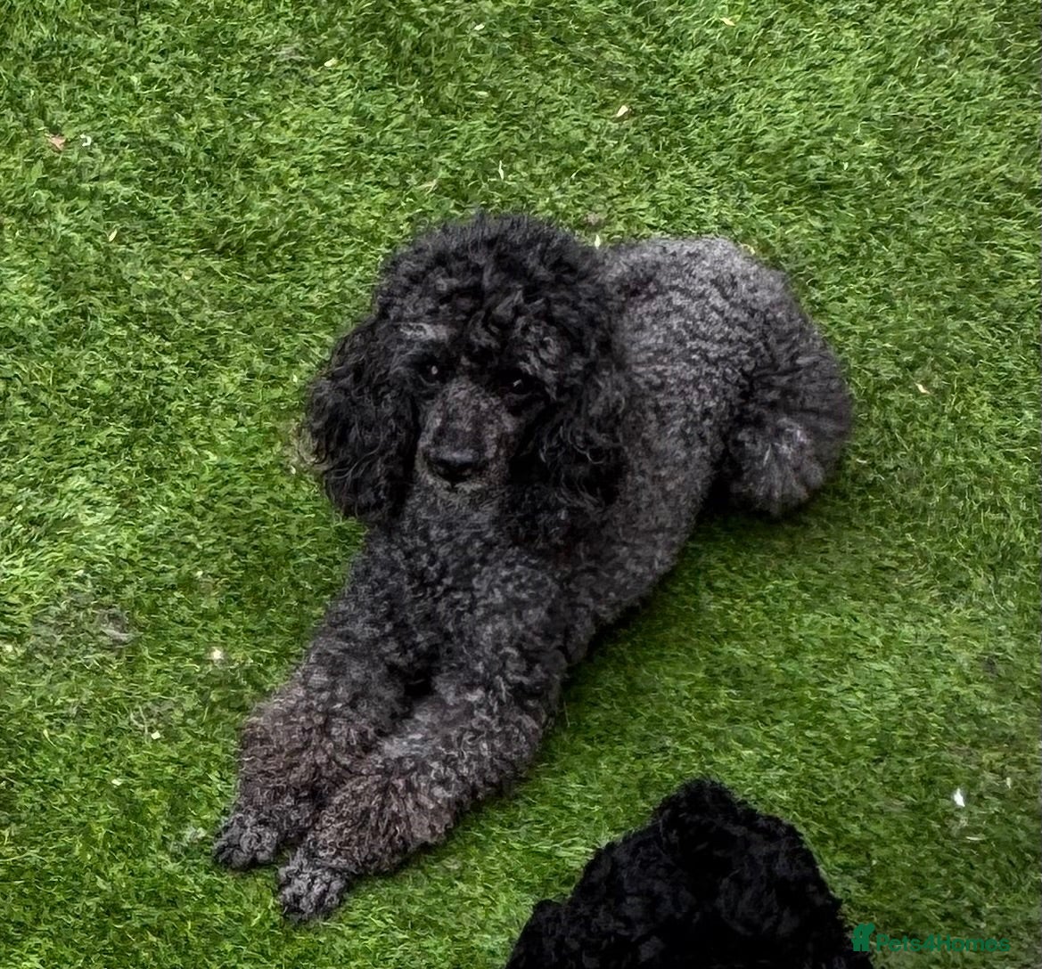 Toy Poodle dogs KC Registered Toy Poodle  - Advert 6