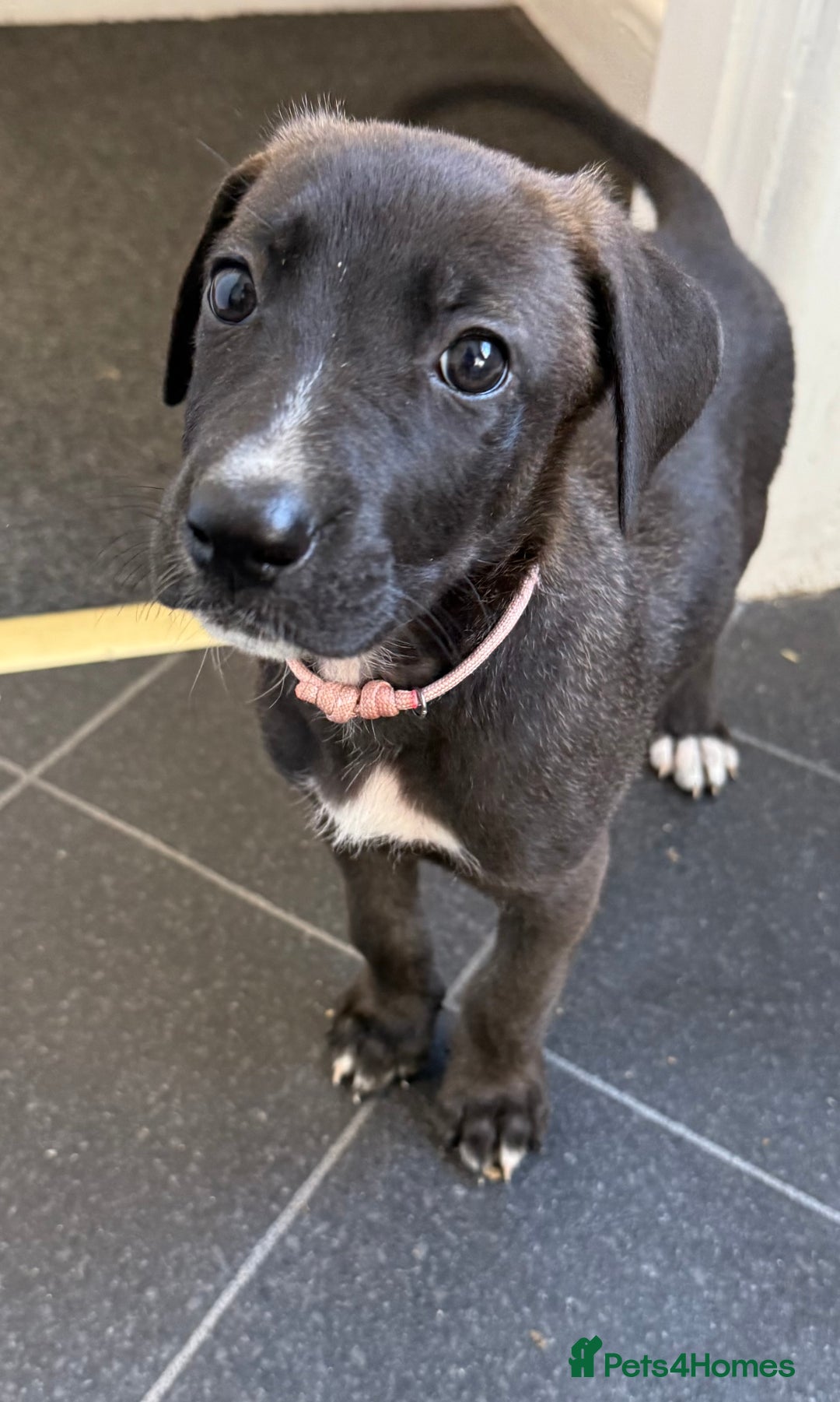 Mixed Breed dogs for sale: Great Dane X German Shepherd’s  - Image 25