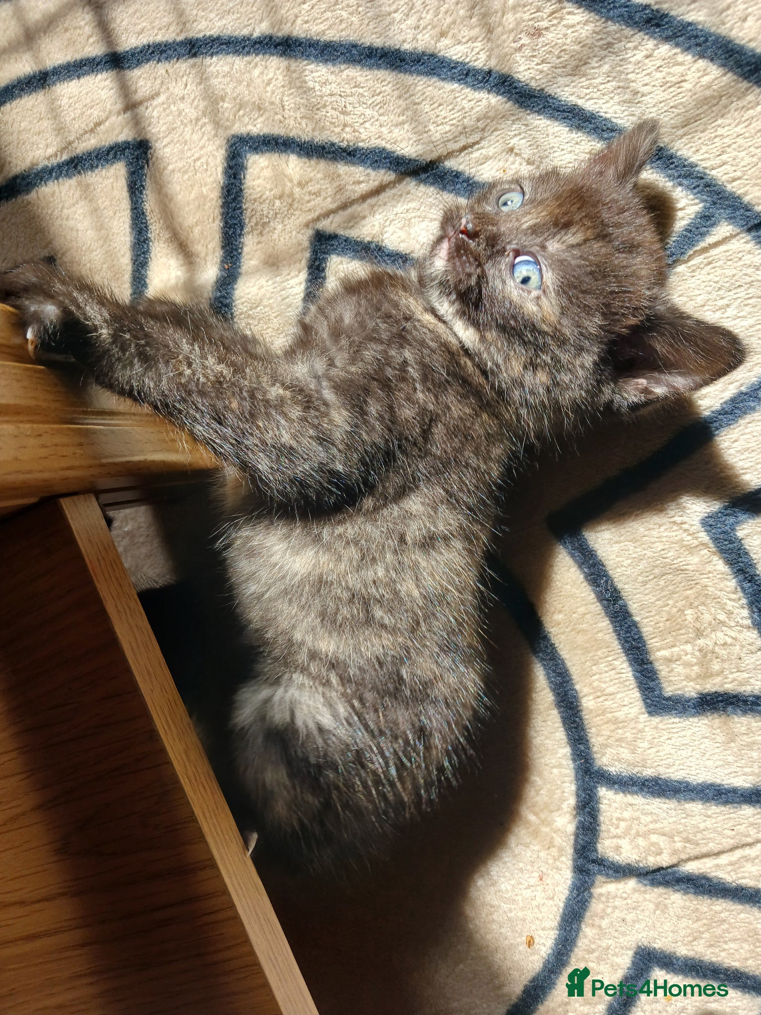 British Shorthair cats British blue X kittens for sale  - Advert 20