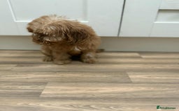 Cockapoo dogs for sale: Rehomed biscuits looking for 5*home - Image 9