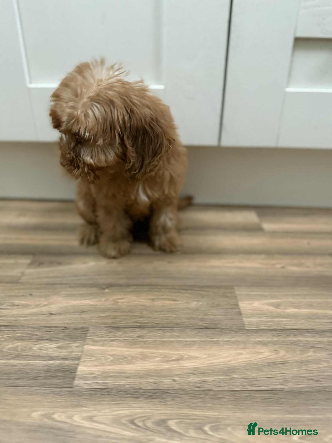 Cockapoo dogs for sale: Rehomed biscuits looking for 5*home - Image 9