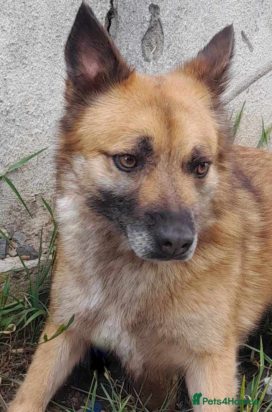 Mixed Breed dogs for adoption: 🐾 Happy – four years dreaming of a home 💛 - Advert 6