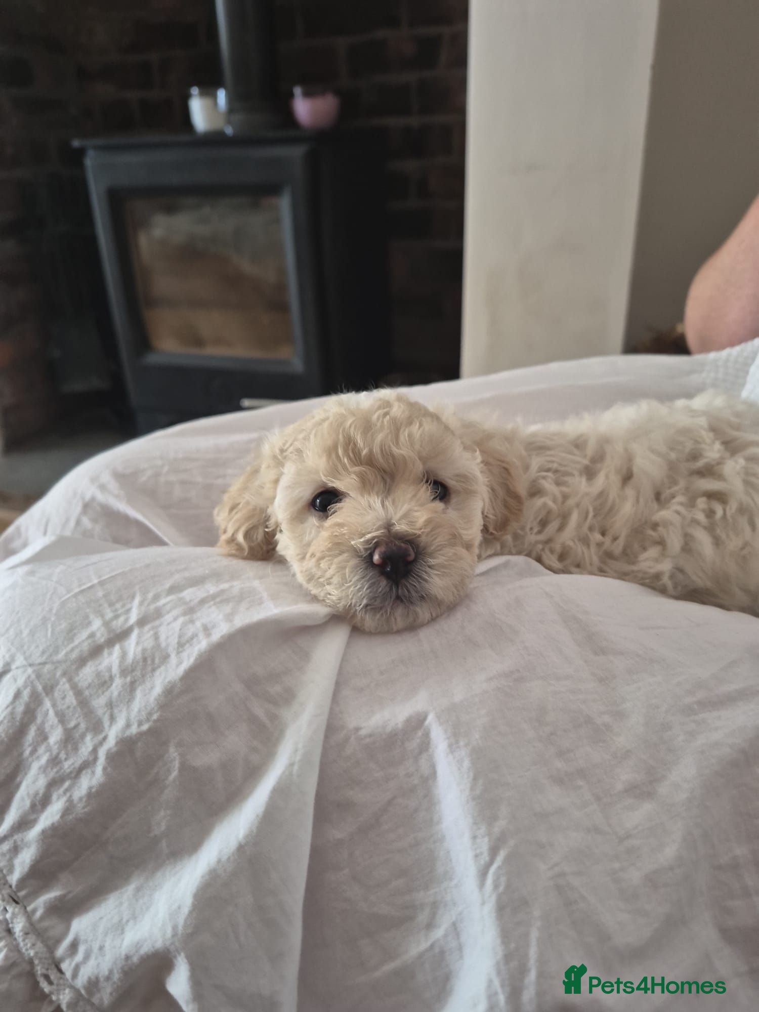 Toy Poodle dogs Adorable 3/4 Toy Poodle 1/4 Maltipoo Puppies - Advert 13