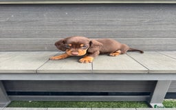 Dachshund dogs for sale: Dachshund Puppys miniature - Image 16