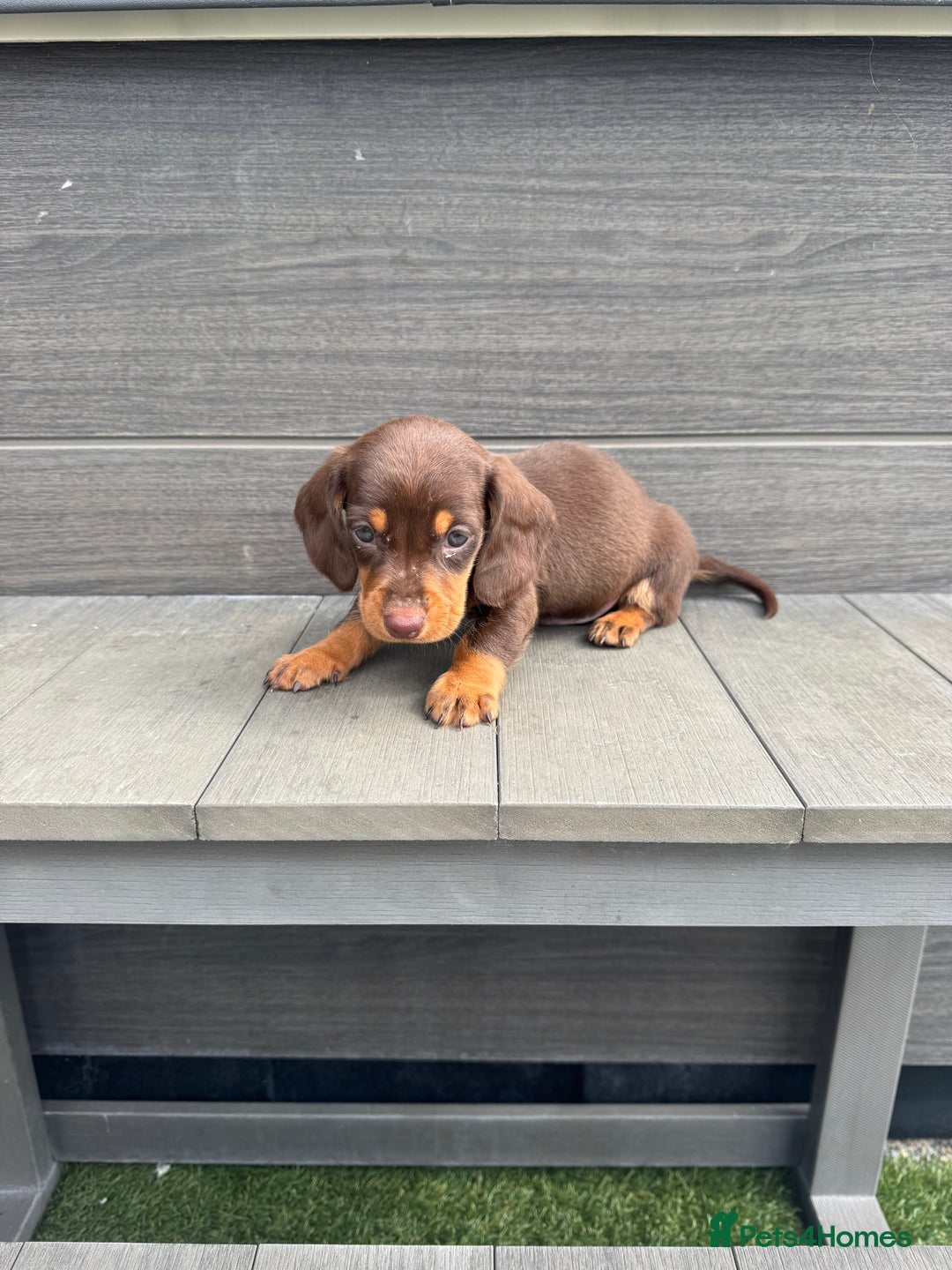 Dachshund dogs for sale: Dachshund Puppys miniature - Image 16