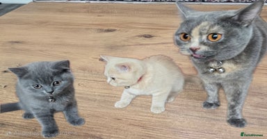British Shorthair cats - Advert 7