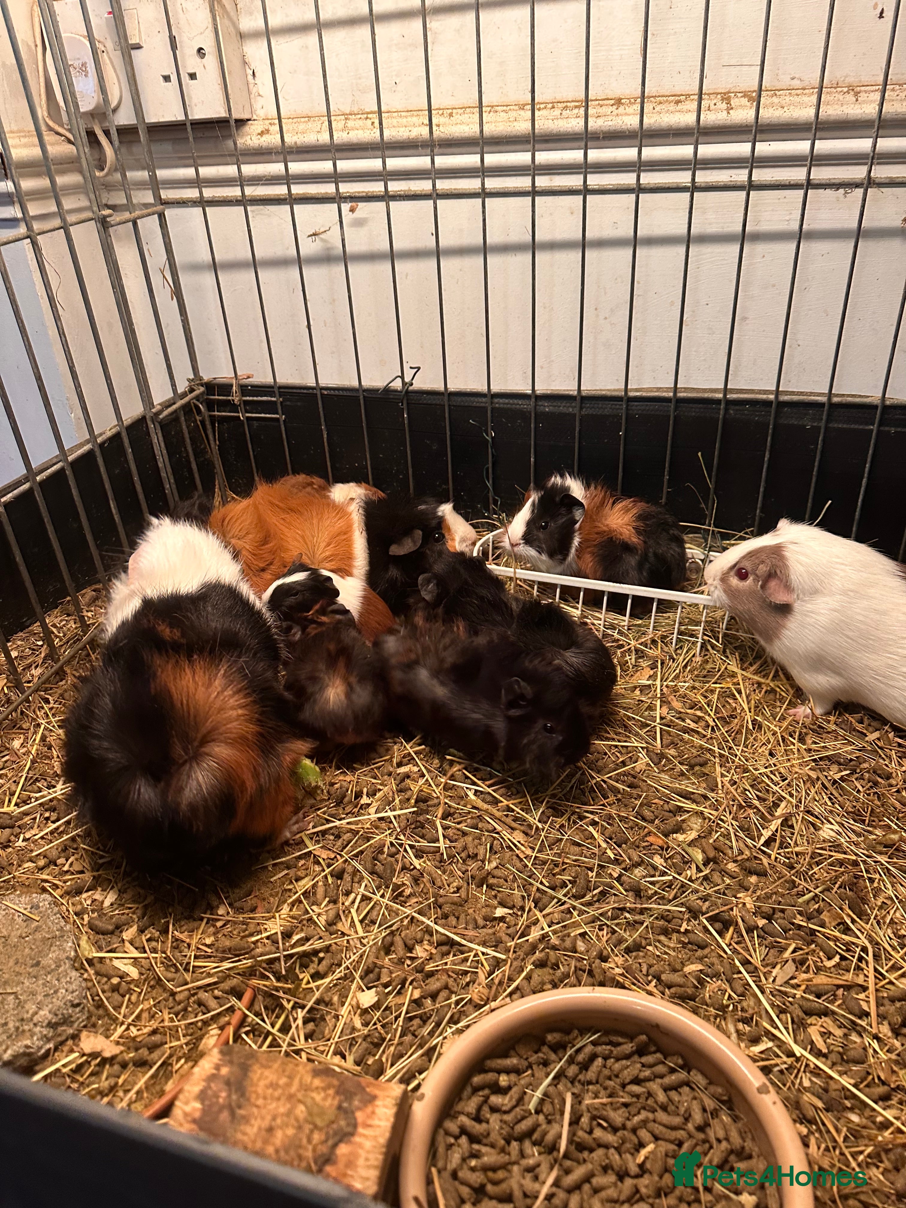 Guinea Pig rodents Gorgeous baby Guineapigs  - Advert 1