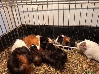 Guinea Pig rodents Gorgeous baby Guineapigs - Advert 1