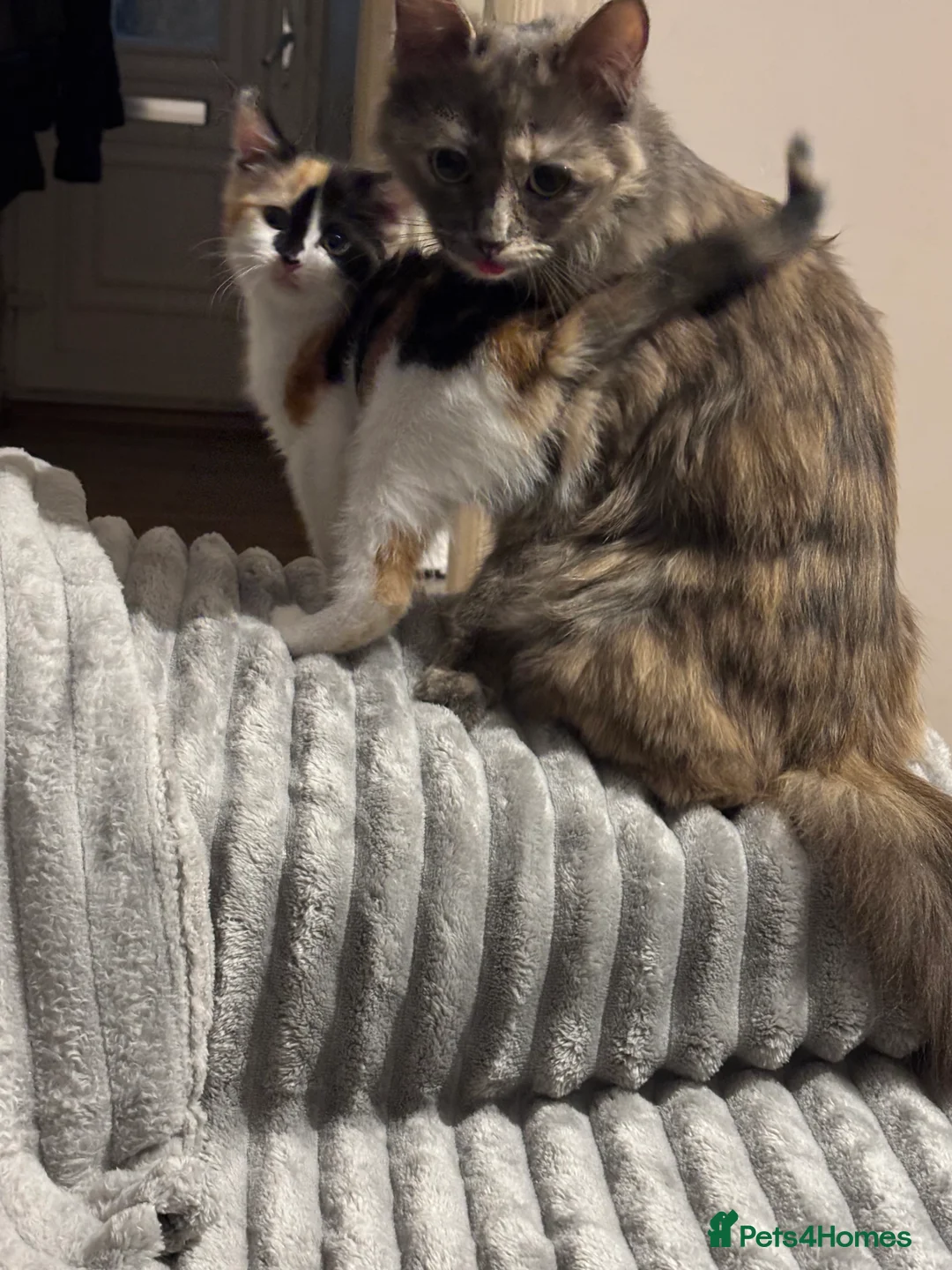 Mixed Breed cats for sale: READY NOW Turkish Angora mixed breed kittens - Advert 2