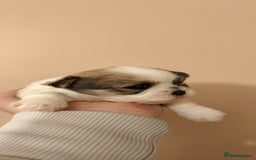 Shorkie dogs for sale: Shih tzu cross puppies  - Image 6