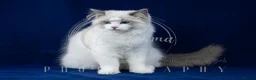 Ragdoll cats for sale: Stunning Show Quality Pedigree Ragdoll Kittens - Advert 5