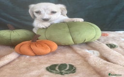 Miniature Dachshund dogs for sale: English creams miniature dachshunds  - Image 11