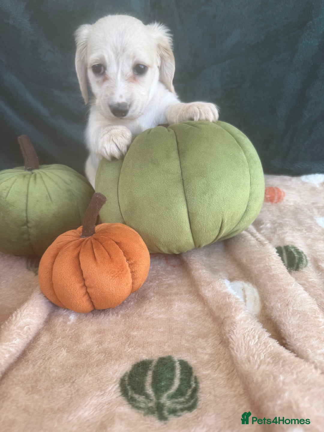 Miniature Dachshund dogs for sale: English creams miniature dachshunds  - Image 11