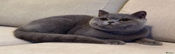British Shorthair cats for sale: Lovely BSH  - Advert 6