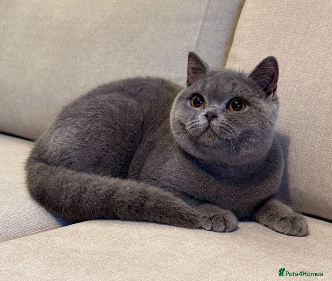 British Shorthair cats for sale: Lovely BSH  - Advert 6