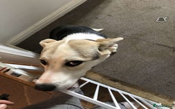 Mixed Breed dogs for sale: pup for sale  - Image 4