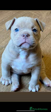 Mixed Breed dogs - Advert 5