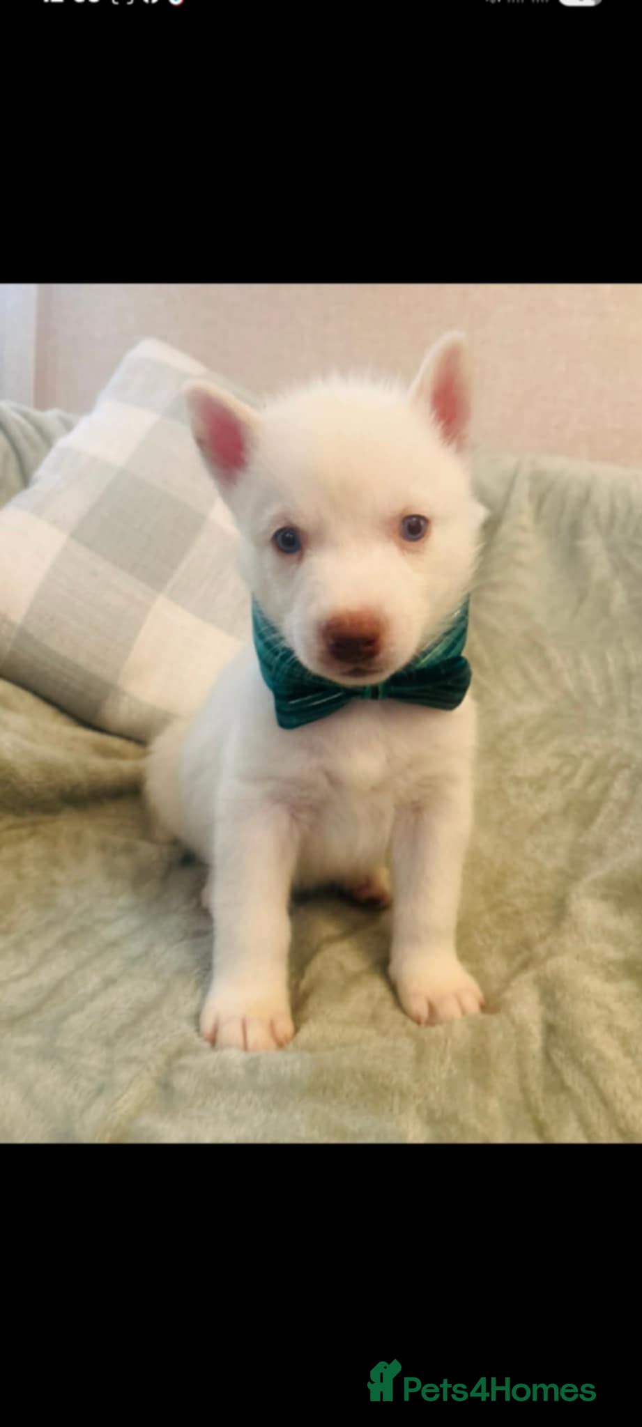 Siberian Husky dogs Siberian Husky puppies - Advert 2