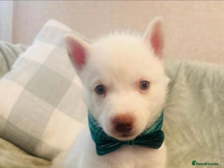 Siberian Husky dogs Siberian Husky puppies - Advert 20