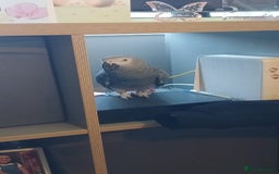 Parrots birds for sale: African Grey Parrot  - Advert 5