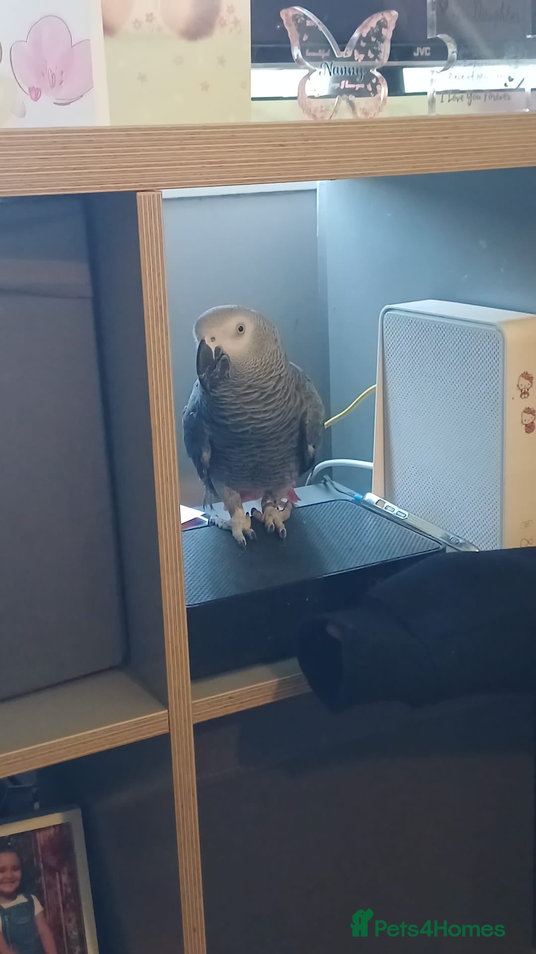 Parrots birds for sale: African Grey Parrot  - Advert 5