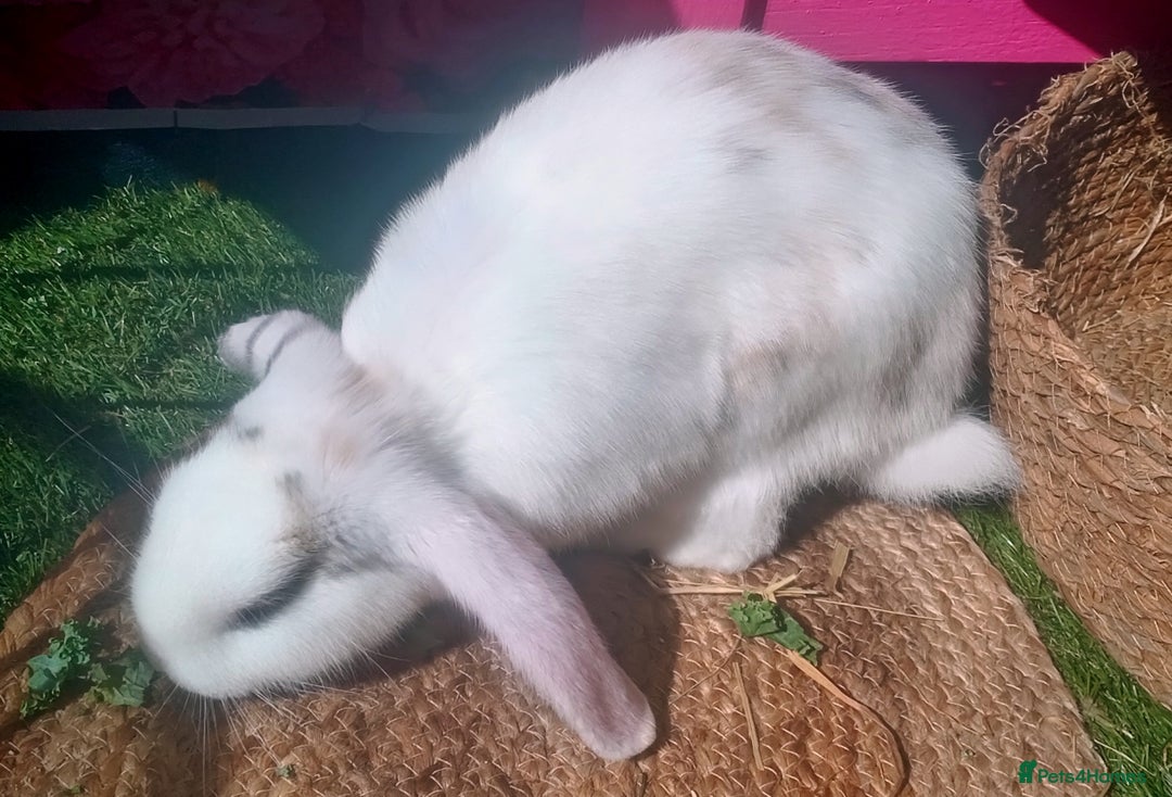 Tan rabbits for sale: Rabbits x2 both male brothers  - Image 3