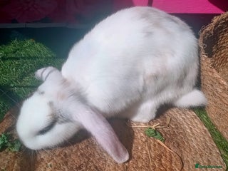 Tan rabbits - Advert 1