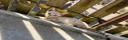 Bengal cats for sale:  Snow Lynx bengal  - Advert 11