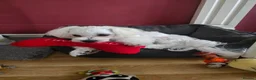 Maltese dogs for sale: Max & Mickey two beautiful Maltese puppies  - Advert 7