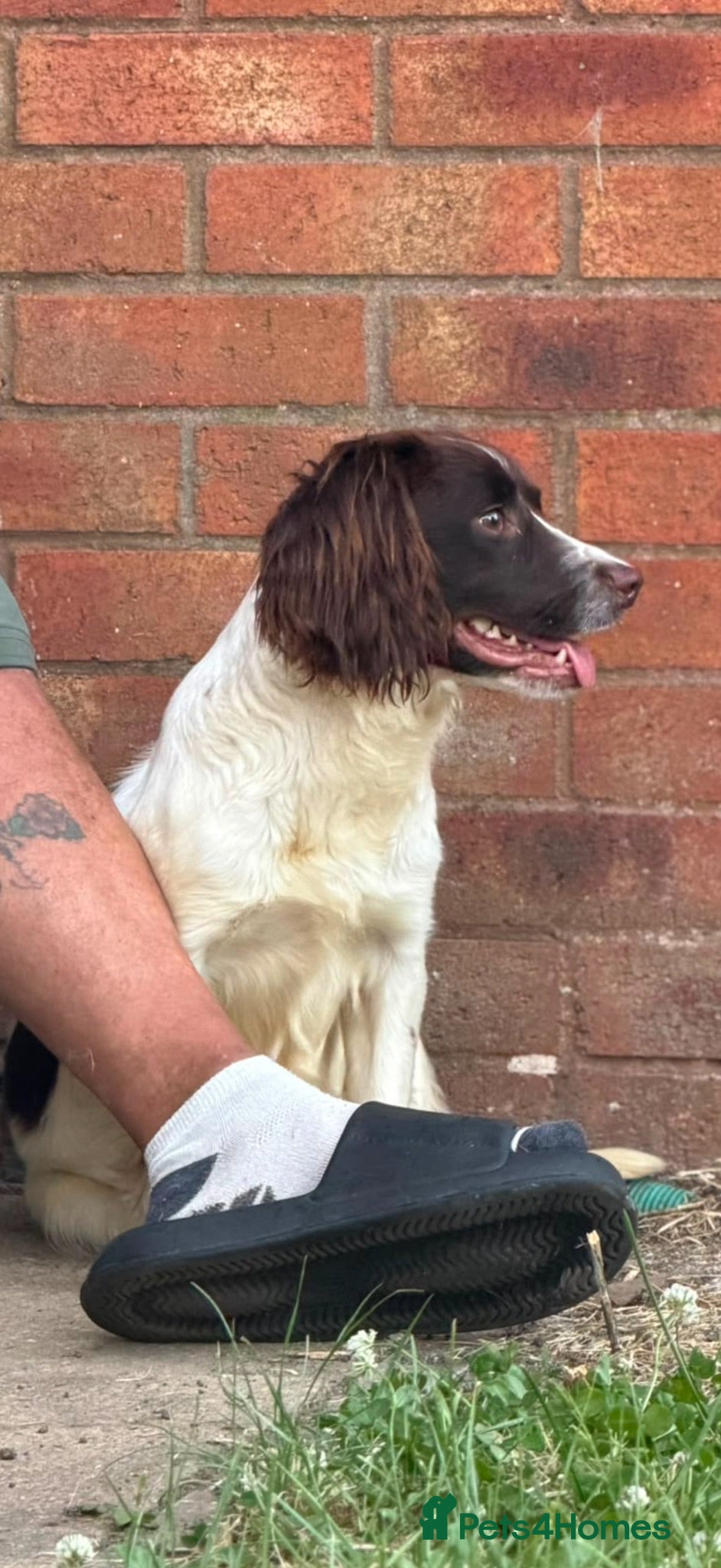 English Springer Spaniel dogs 10 month old kc reg springer spaniel female  - Advert 1