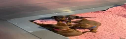 Dobermann dogs for sale:  Doberman puppies health tested 5* license  - Advert 6