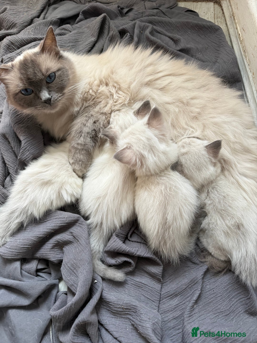 Ragdoll cats for sale: GCFF and FIFE Ragdoll Kittens. Champions line! - Image 7