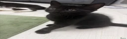 American Shorthair cats for sale: 3 Girls 1 Boy - Advert 3