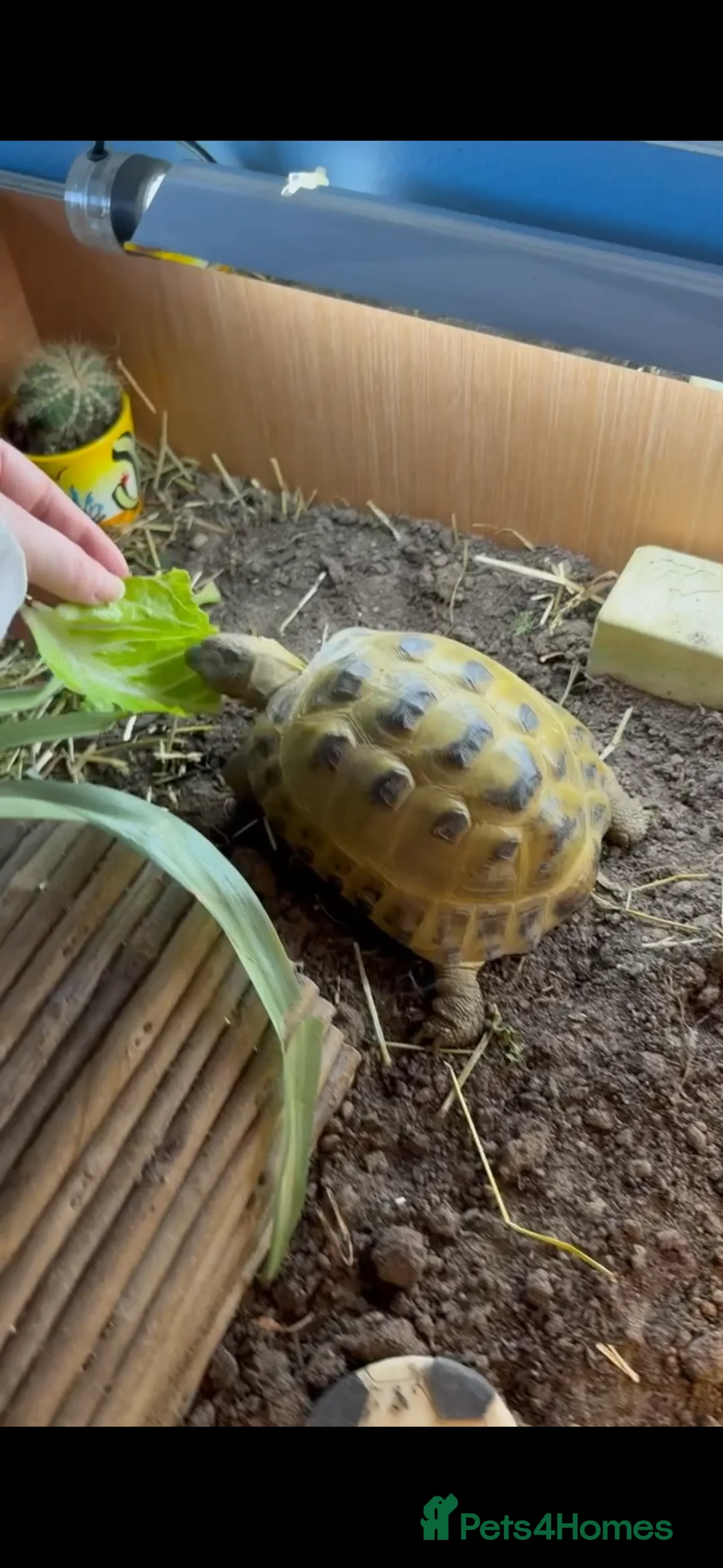 Tortoise reptiles for sale: Horsefield tortoise  in Redditch - Advert 1