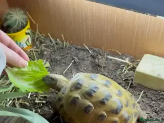 Tortoise reptiles Horsefield tortoise - Advert 3