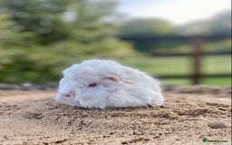 Guinea Pig rodents for sale: Long haired Guinea Pigs For Sale - Image 4