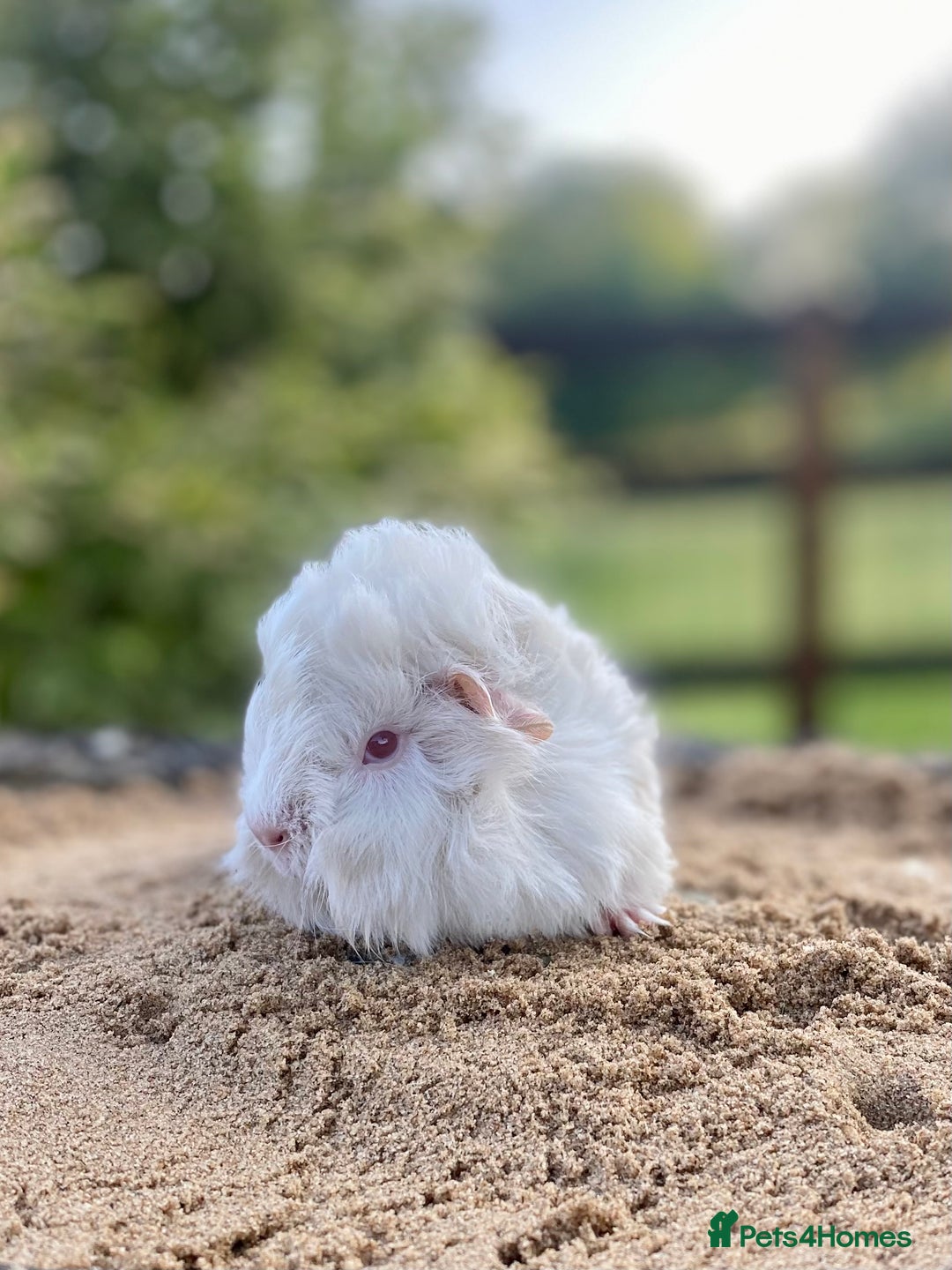 Guinea Pig rodents for sale: Long haired Guinea Pigs For Sale - Image 4