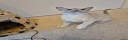 Burmese cats for sale: Beautiful Pedigree Lilac Tortie Burmese Kitten - Advert 3