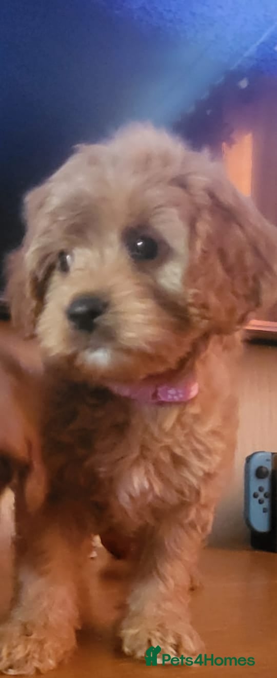 Cavapoo dogs Exquisite F1 Cavapoo Puppies - Advert 1