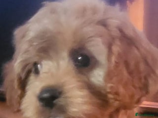 Cavapoo dogs Exquisite F1 Cavapoo Puppies - Advert 2