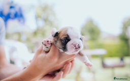 English Bulldog dogs for sale: Stunning litter of  English bulldog puppies - Image 17