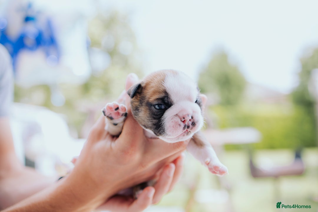 English Bulldog dogs for sale: Stunning litter of  English bulldog puppies - Image 17