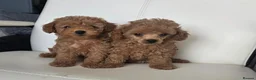 Toy Poodle dogs for sale: READY NOW  beautiful girls  - Advert 1